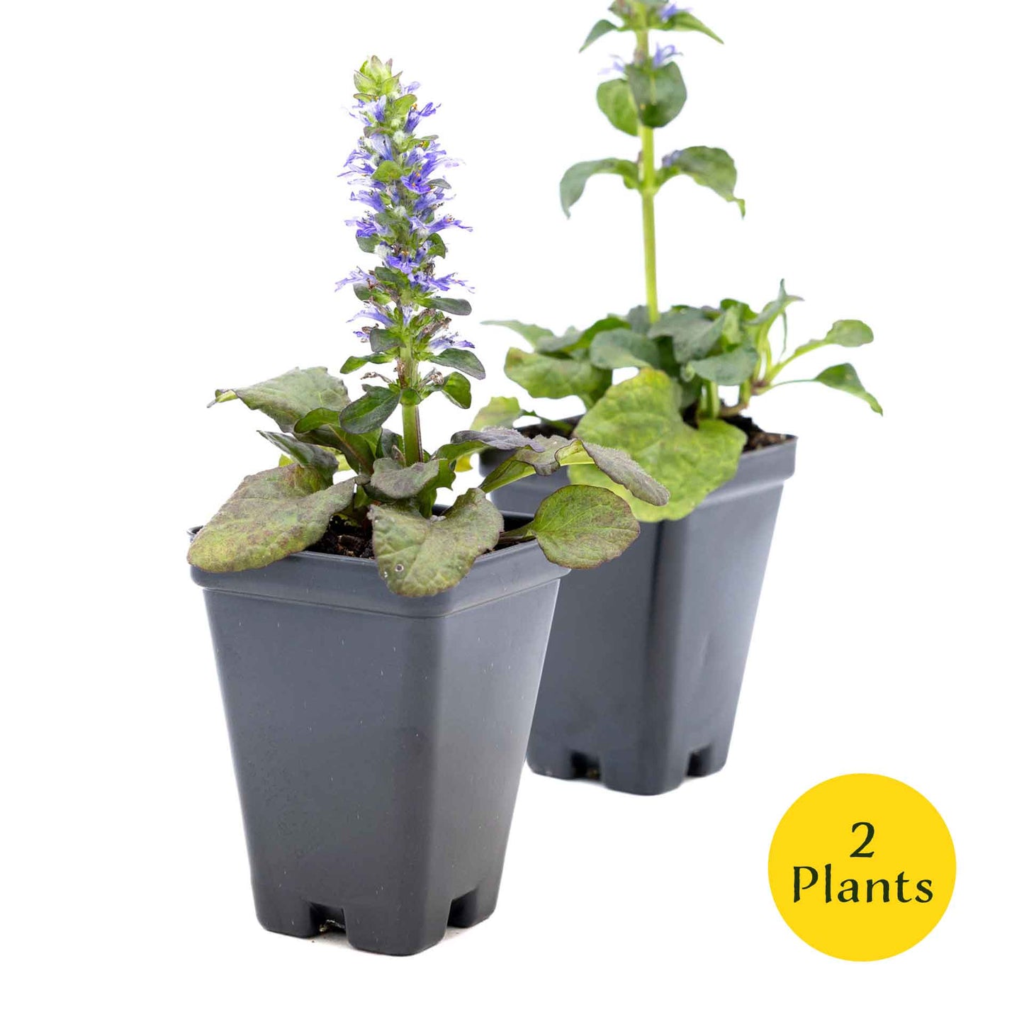2 Bronze Beauty Bugleweed in 3.5" Cubes (Ajuga reptans 'Bronze Beauty') Live Plants, Evergreen Perennial Groundcover with Bronze Foliage