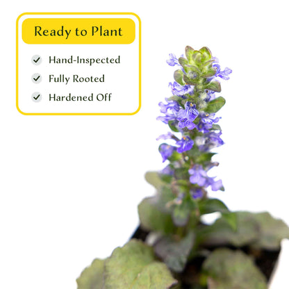 2 Bronze Beauty Bugleweed in 3.5" Cubes (Ajuga reptans 'Bronze Beauty') Live Plants, Evergreen Perennial Groundcover with Bronze Foliage