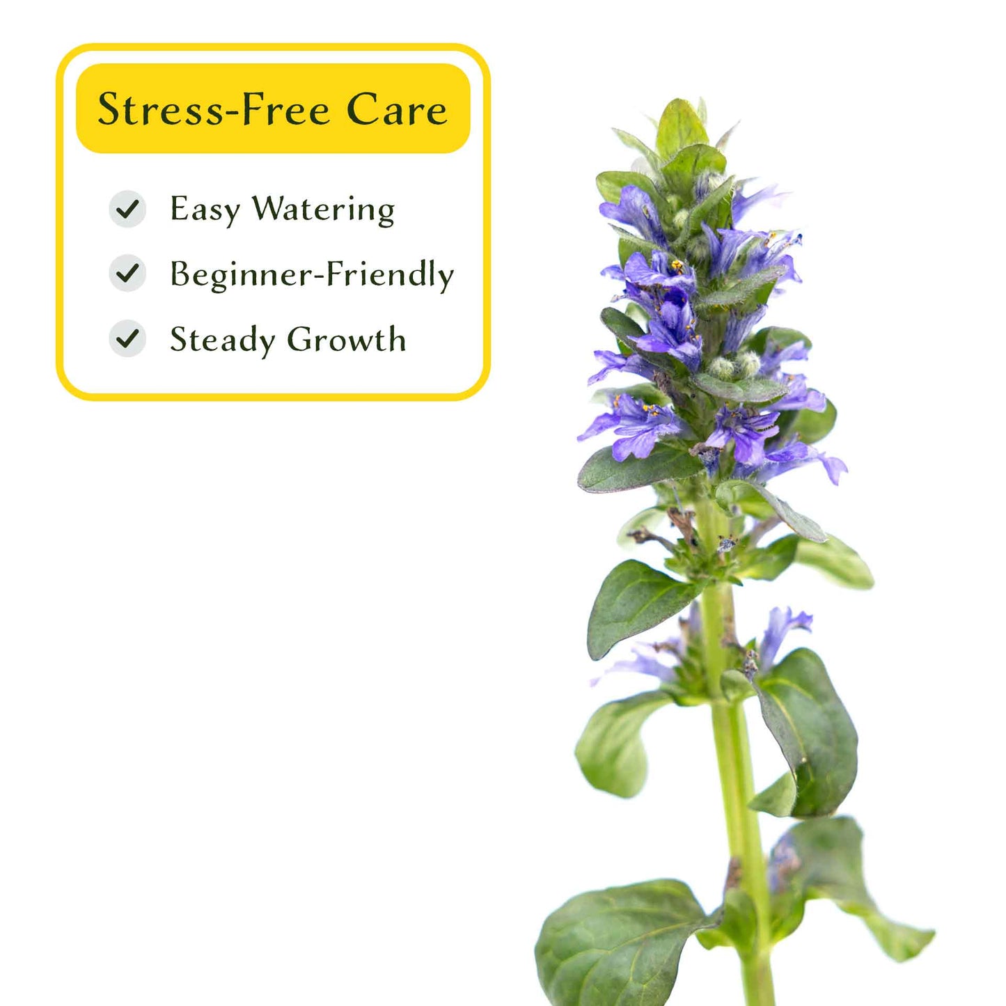 2 Bronze Beauty Bugleweed in 3.5" Cubes (Ajuga reptans 'Bronze Beauty') Live Plants, Evergreen Perennial Groundcover with Bronze Foliage