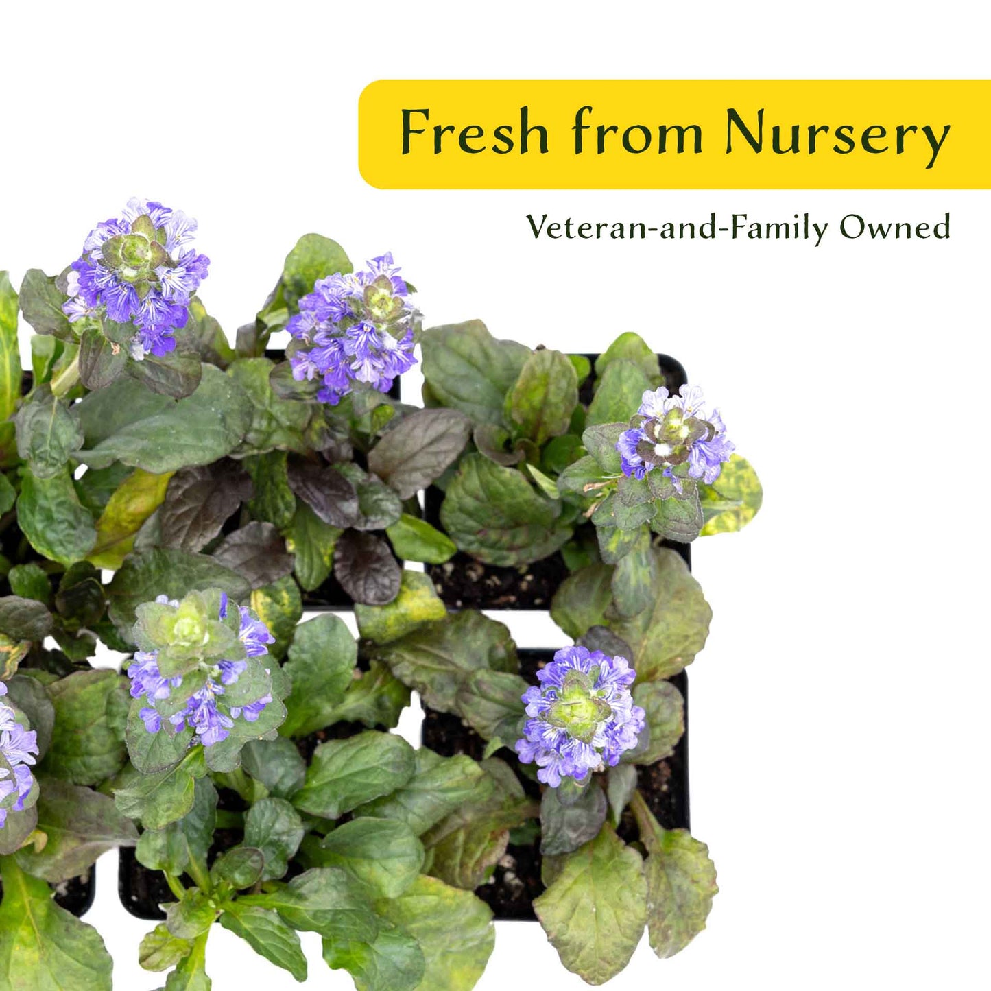 2 Bronze Beauty Bugleweed in 3.5" Cubes (Ajuga reptans 'Bronze Beauty') Live Plants, Evergreen Perennial Groundcover with Bronze Foliage