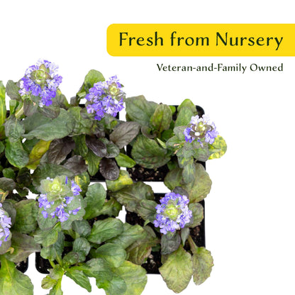 2 Bronze Beauty Bugleweed in 3.5" Cubes (Ajuga reptans 'Bronze Beauty') Live Plants, Evergreen Perennial Groundcover with Bronze Foliage