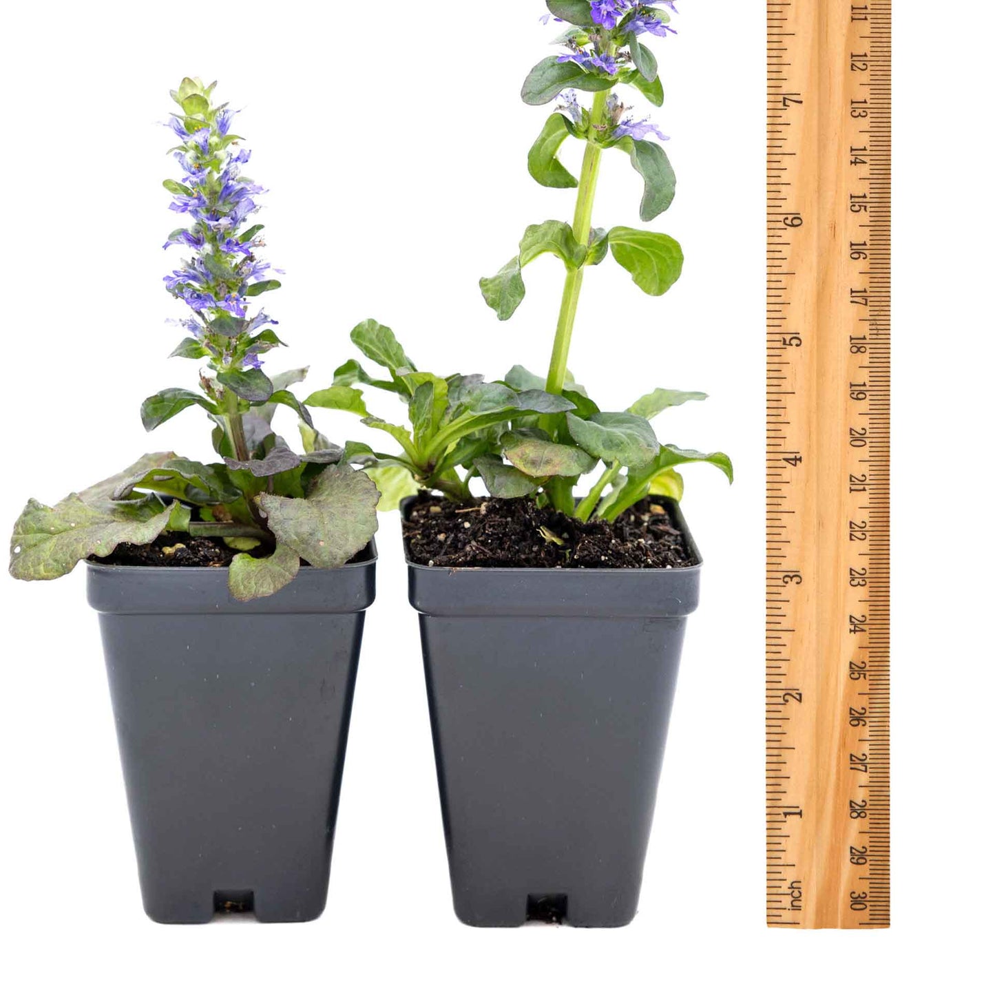 2 Bronze Beauty Bugleweed in 3.5" Cubes (Ajuga reptans 'Bronze Beauty') Live Plants, Evergreen Perennial Groundcover with Bronze Foliage