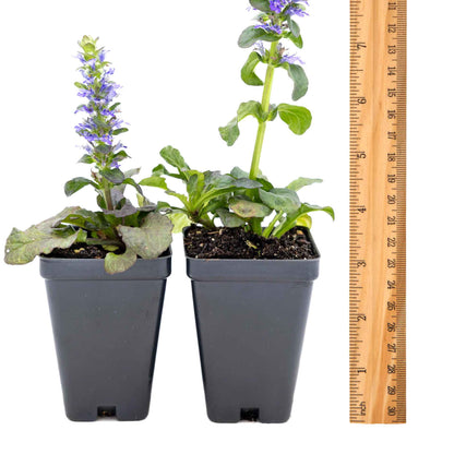 2 Bronze Beauty Bugleweed in 3.5" Cubes (Ajuga reptans 'Bronze Beauty') Live Plants, Evergreen Perennial Groundcover with Bronze Foliage