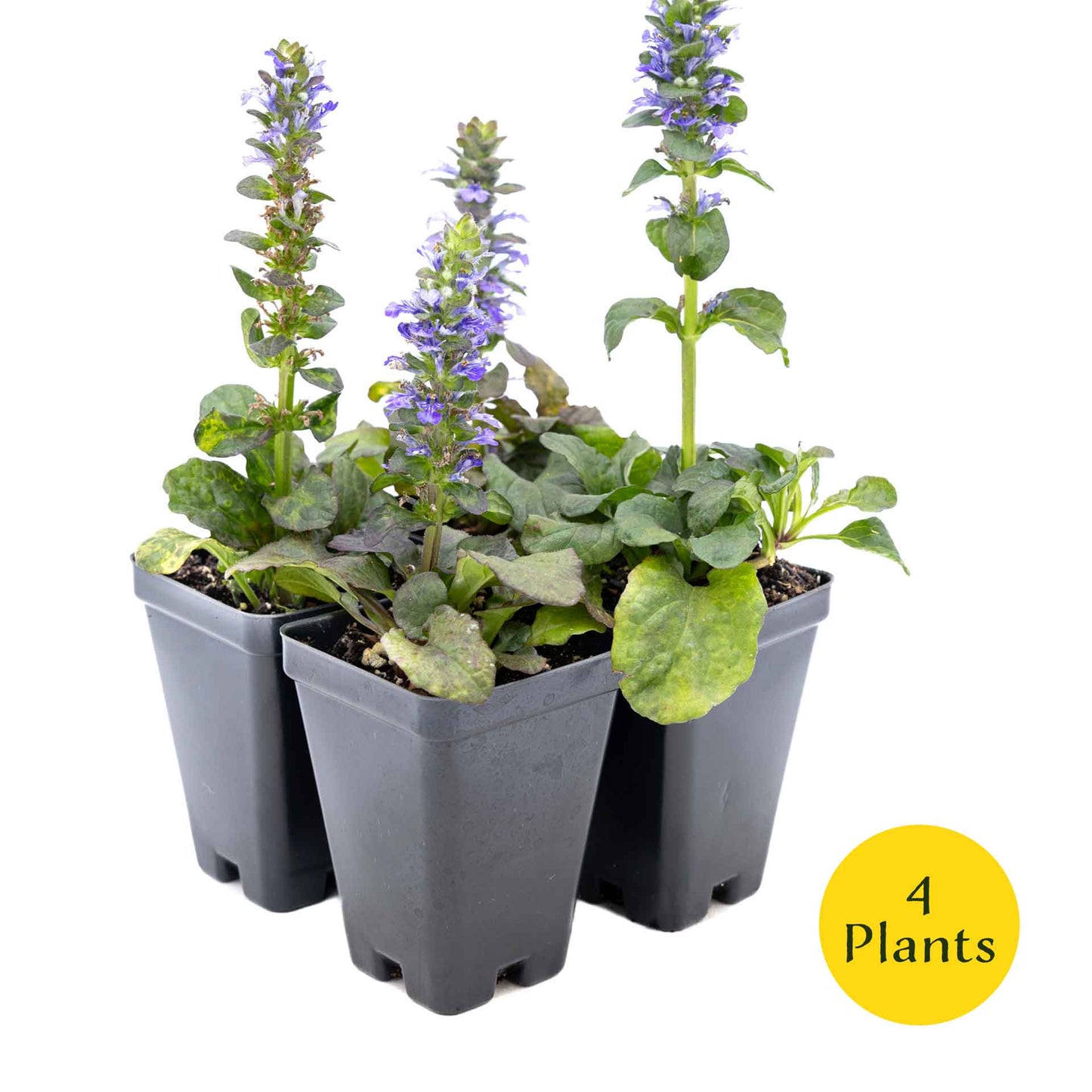 2 Bronze Beauty Bugleweed in 3.5" Cubes (Ajuga reptans 'Bronze Beauty') Live Plants, Evergreen Perennial Groundcover with Bronze Foliage