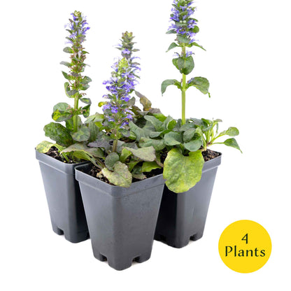 2 Bronze Beauty Bugleweed in 3.5" Cubes (Ajuga reptans 'Bronze Beauty') Live Plants, Evergreen Perennial Groundcover with Bronze Foliage