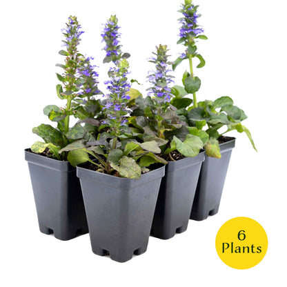2 Bronze Beauty Bugleweed in 3.5" Cubes (Ajuga reptans 'Bronze Beauty') Live Plants, Evergreen Perennial Groundcover with Bronze Foliage