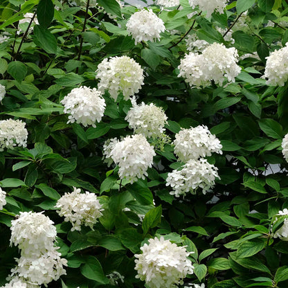 Brussels Lace Panicle Hydrangea (Hydrangea Paniculata Brussels Lace)