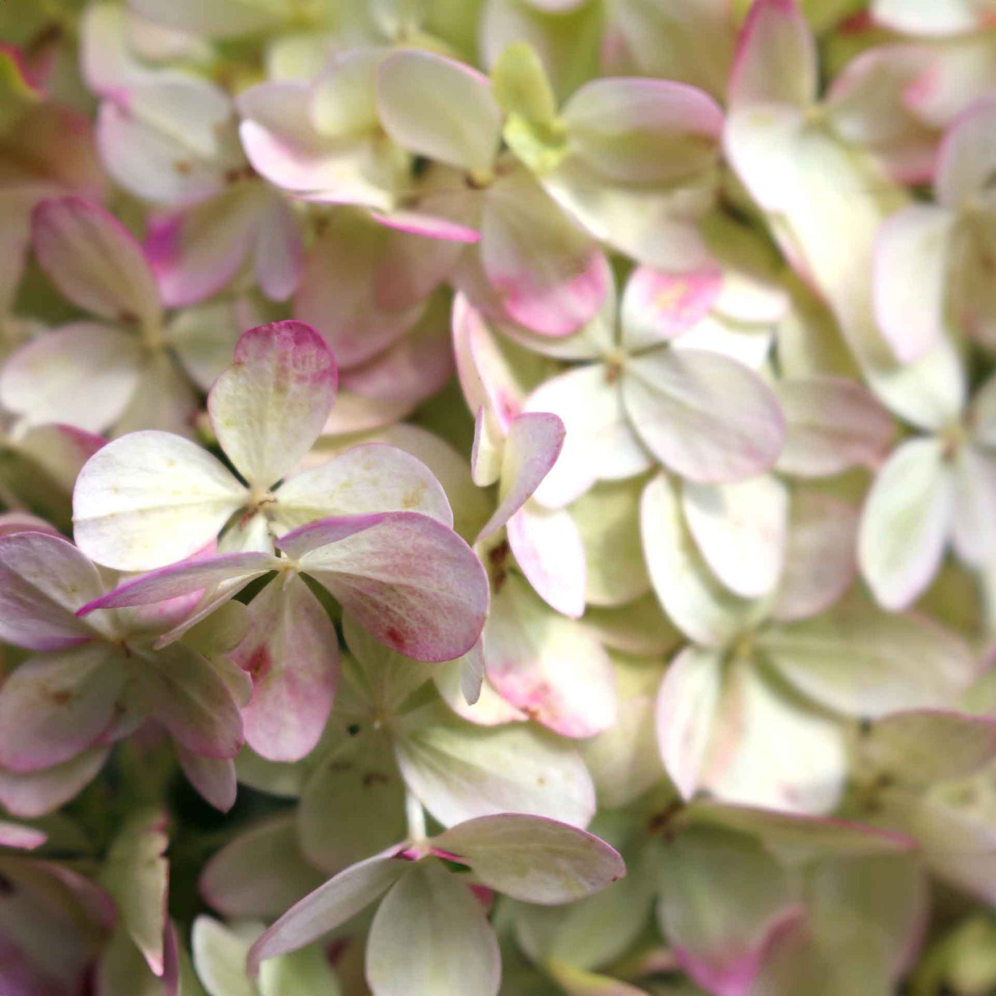 Brussels Lace Panicle Hydrangea (Hydrangea Paniculata Brussels Lace)