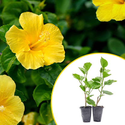 2 Butterfly Hibiscus, Live Plants in 3.5" Cubes (Hibiscus rosa-sinensis) Tropical Flowering Evergreen Shrub with Large 5-Petal Yellow Blooms