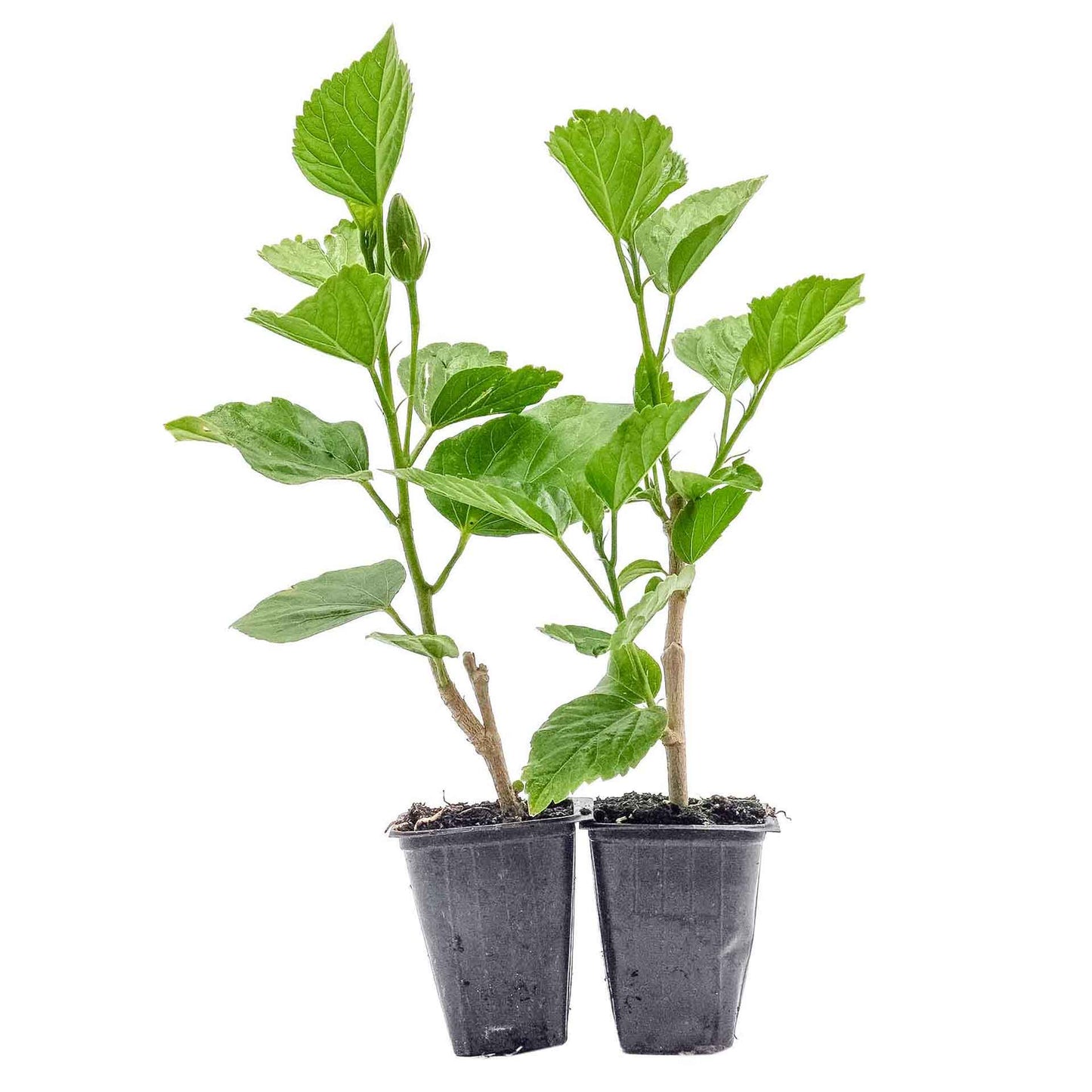2 Butterfly Hibiscus, Live Plants in 3.5" Cubes (Hibiscus rosa-sinensis) Tropical Flowering Evergreen Shrub with Large 5-Petal Yellow Blooms