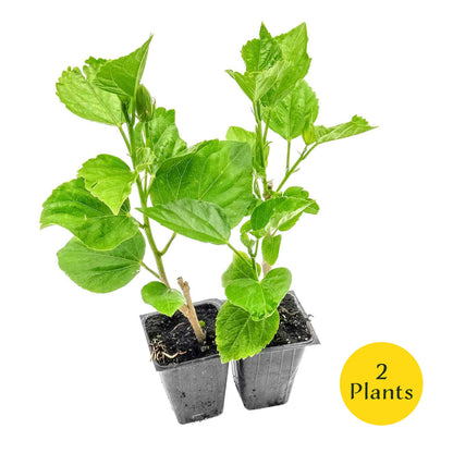 2 Butterfly Hibiscus, Live Plants in 3.5" Cubes (Hibiscus rosa-sinensis) Tropical Flowering Evergreen Shrub with Large 5-Petal Yellow Blooms