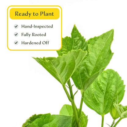 2 Butterfly Hibiscus, Live Plants in 3.5" Cubes (Hibiscus rosa-sinensis) Tropical Flowering Evergreen Shrub with Large 5-Petal Yellow Blooms