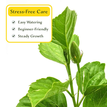 2 Butterfly Hibiscus, Live Plants in 3.5" Cubes (Hibiscus rosa-sinensis) Tropical Flowering Evergreen Shrub with Large 5-Petal Yellow Blooms