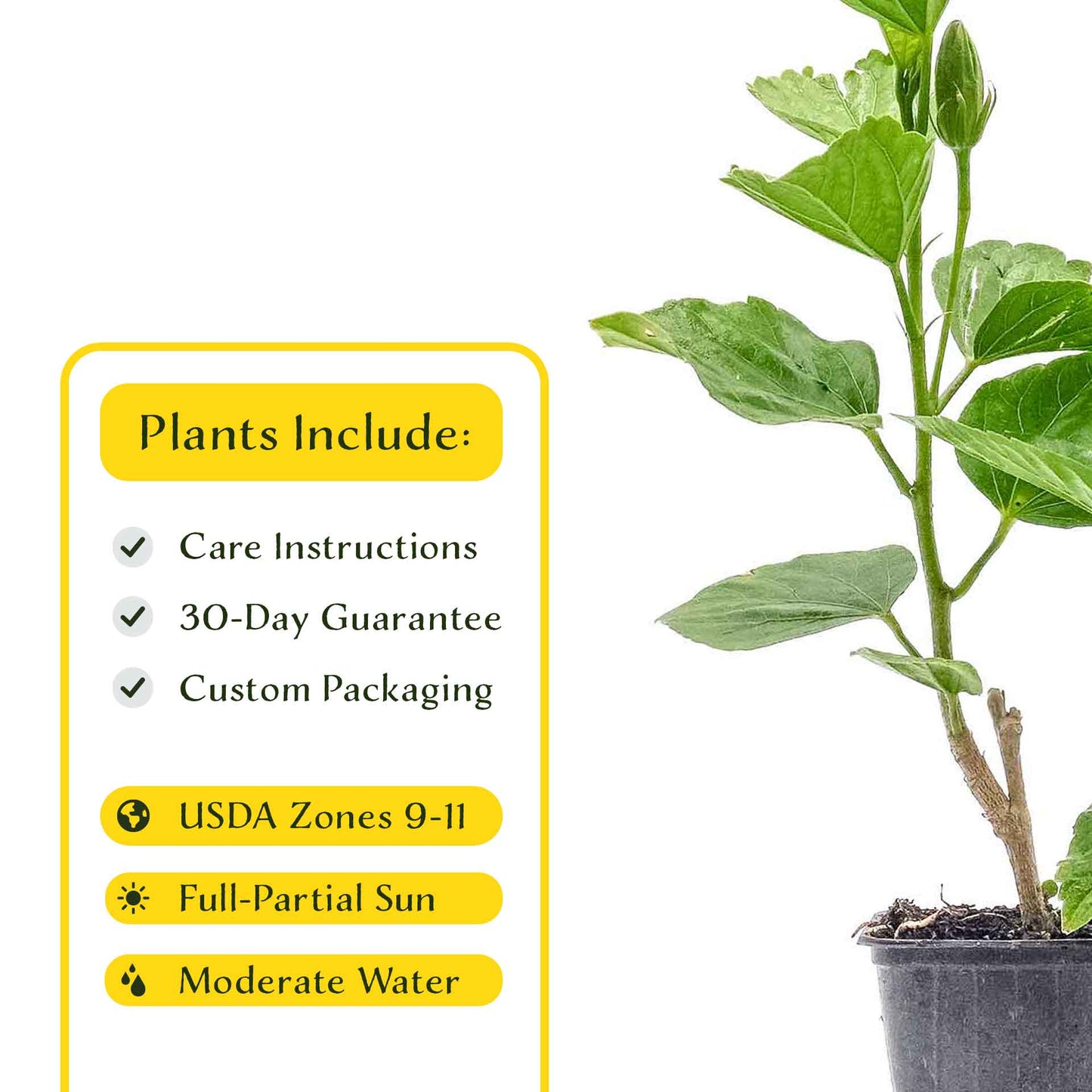2 Butterfly Hibiscus, Live Plants in 3.5" Cubes (Hibiscus rosa-sinensis) Tropical Flowering Evergreen Shrub with Large 5-Petal Yellow Blooms