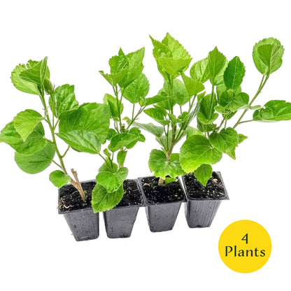 2 Butterfly Hibiscus, Live Plants in 3.5" Cubes (Hibiscus rosa-sinensis) Tropical Flowering Evergreen Shrub with Large 5-Petal Yellow Blooms