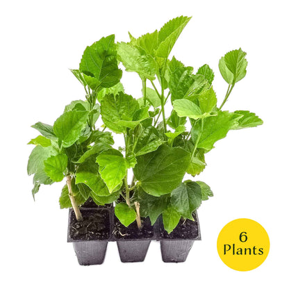 2 Butterfly Hibiscus, Live Plants in 3.5" Cubes (Hibiscus rosa-sinensis) Tropical Flowering Evergreen Shrub with Large 5-Petal Yellow Blooms