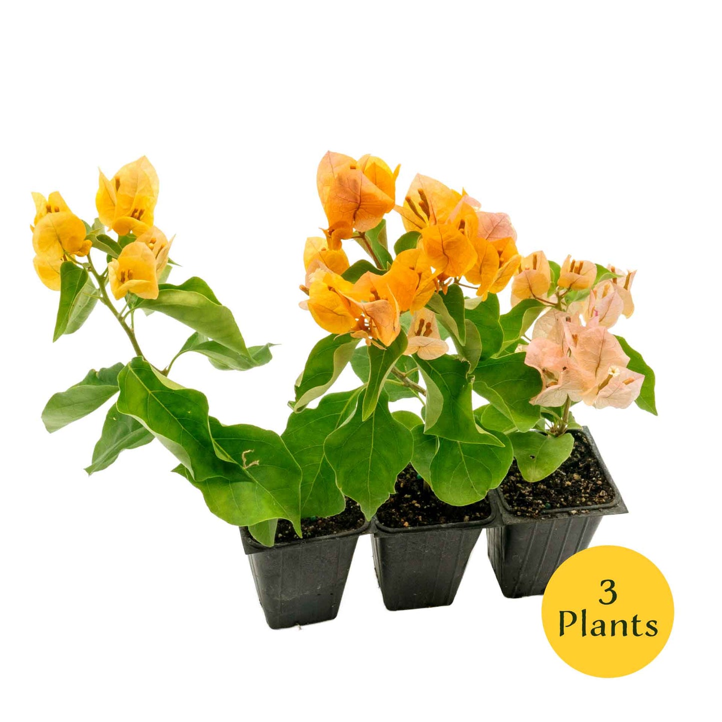 California Gold Bougainvillea in 3.5” Nursery Cubes