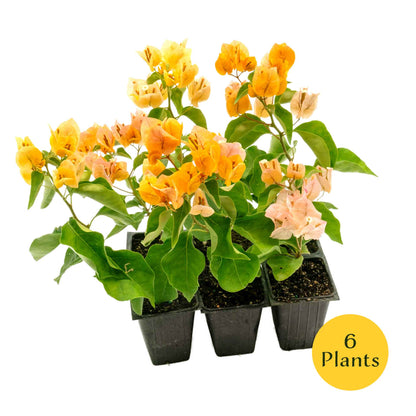California Gold Bougainvillea in 3.5” Nursery Cubes