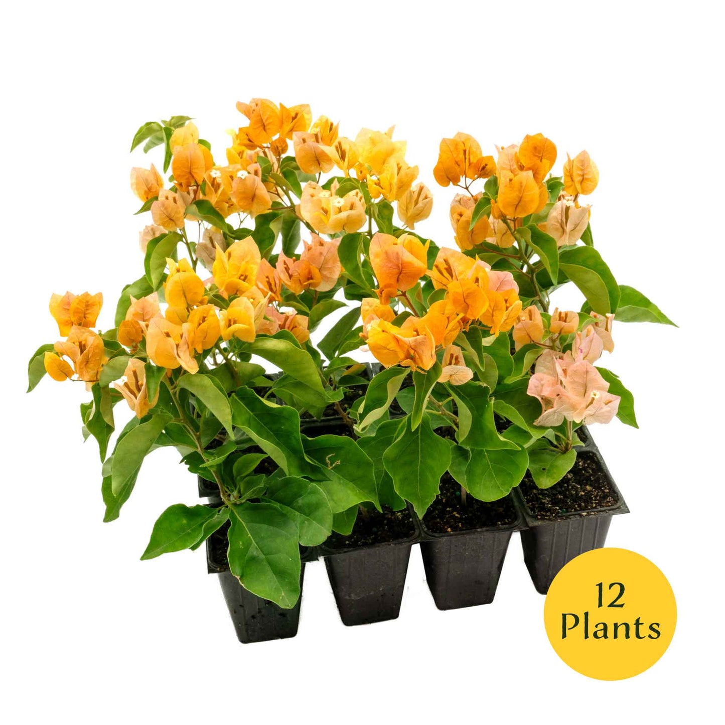 California Gold Bougainvillea in 3.5” Nursery Cubes