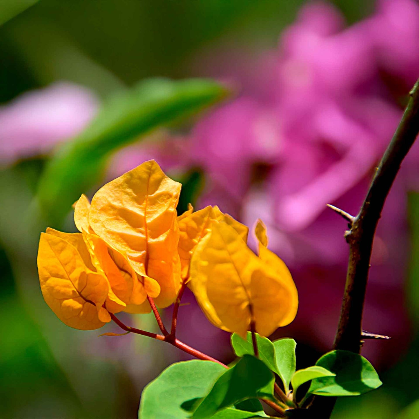 California Gold Bougainvillea in 3.5” Nursery Cubes