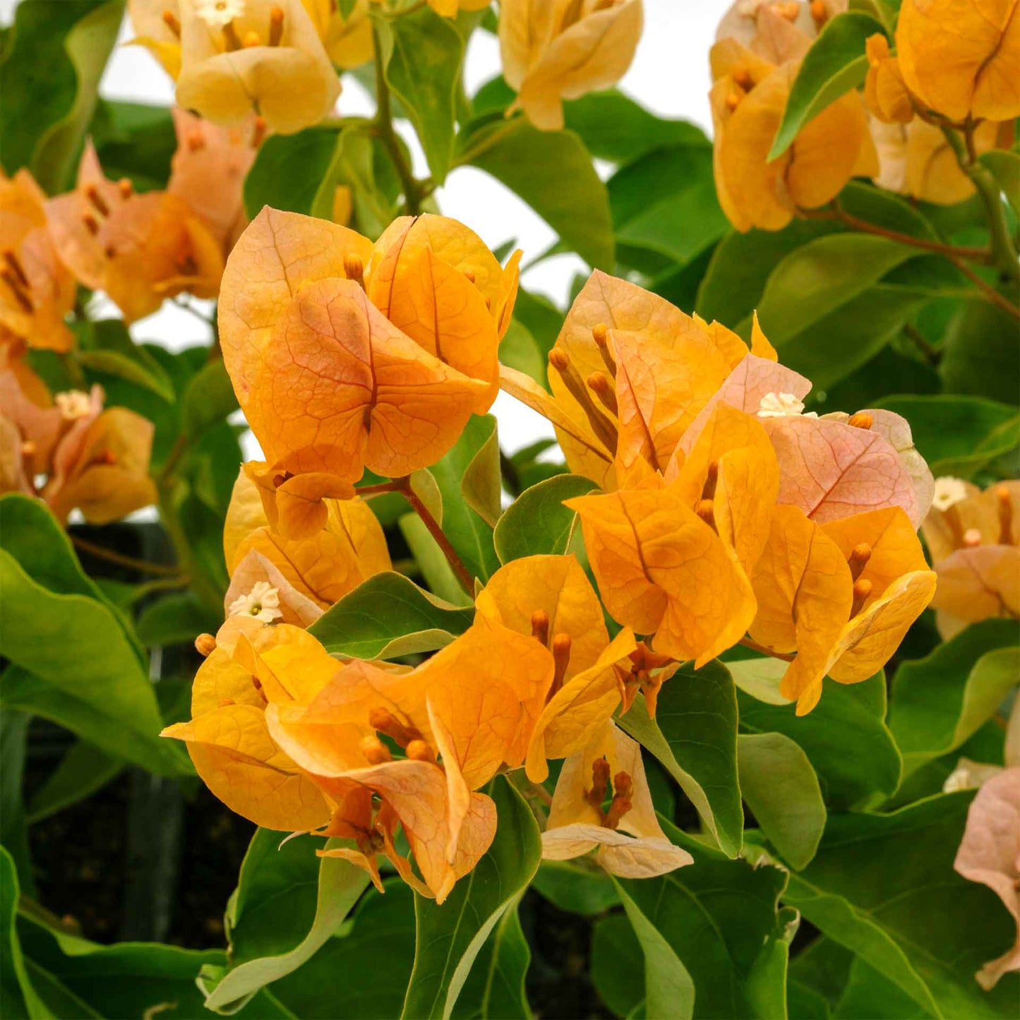 California Gold Bougainvillea in 3.5” Nursery Cubes