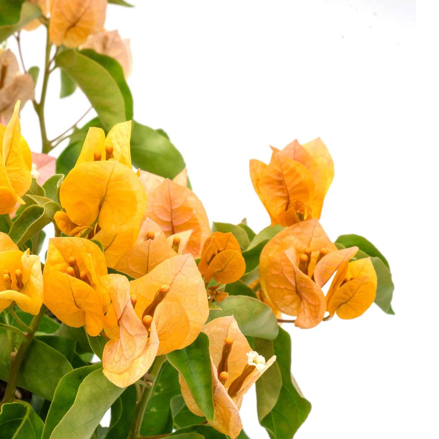 California Gold Bougainvillea in 3.5” Nursery Cubes