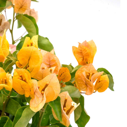 California Gold Bougainvillea in 3.5” Nursery Cubes
