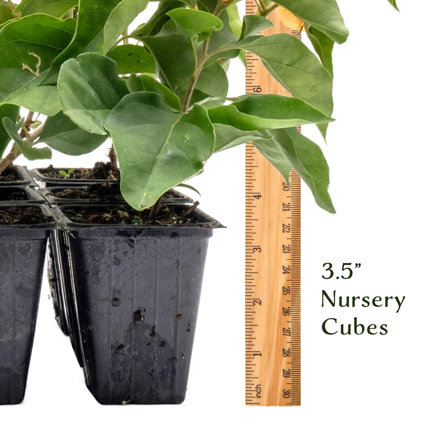 California Gold Bougainvillea in 3.5” Nursery Cubes