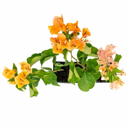 California Gold Bougainvillea in 3.5” Nursery Cubes