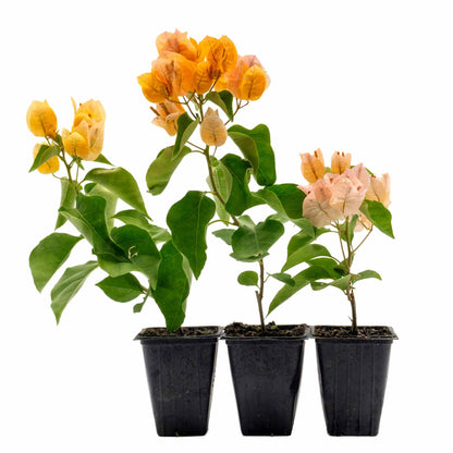 California Gold Bougainvillea in 3.5” Nursery Cubes