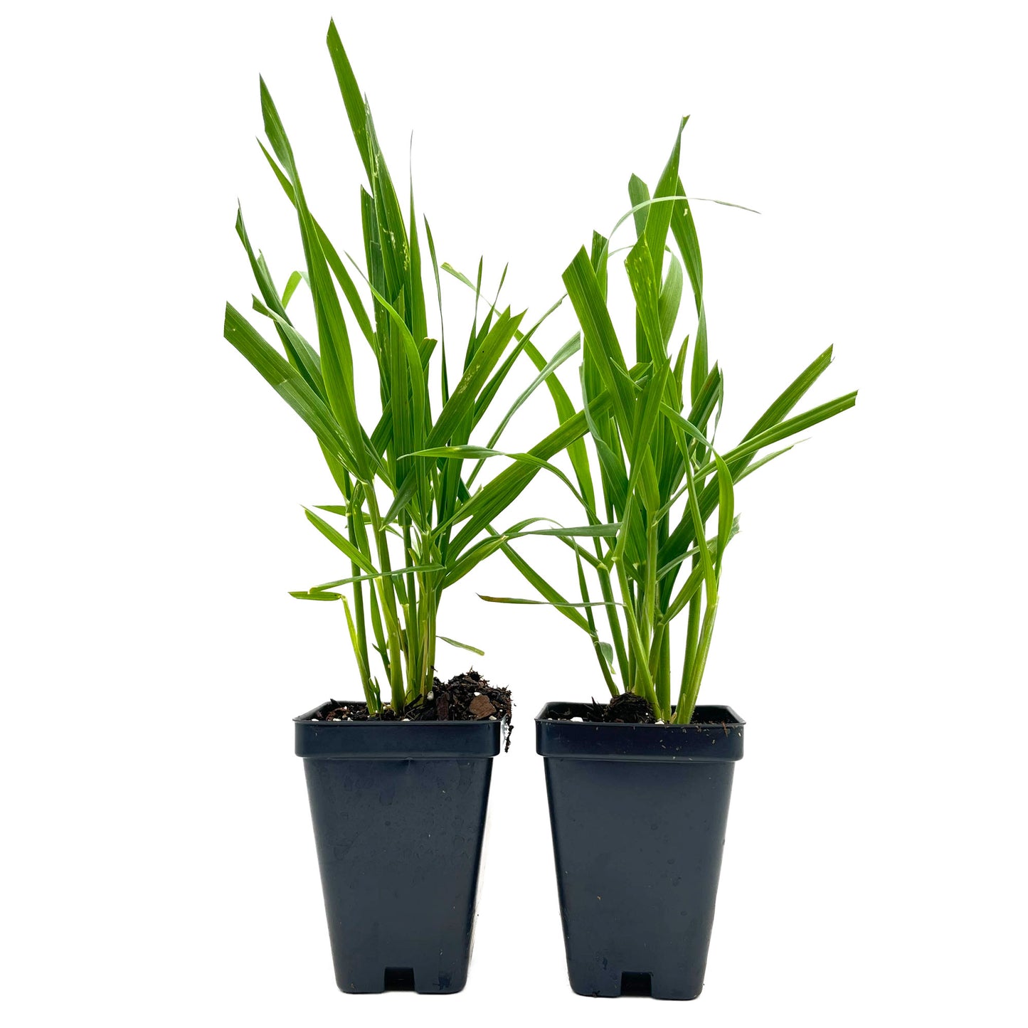 Cat Grass (Dactylis glomerata)