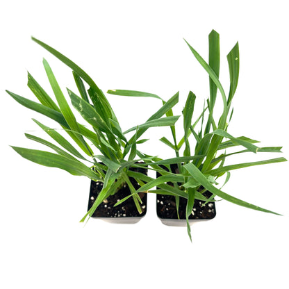 Cat Grass (Dactylis glomerata)