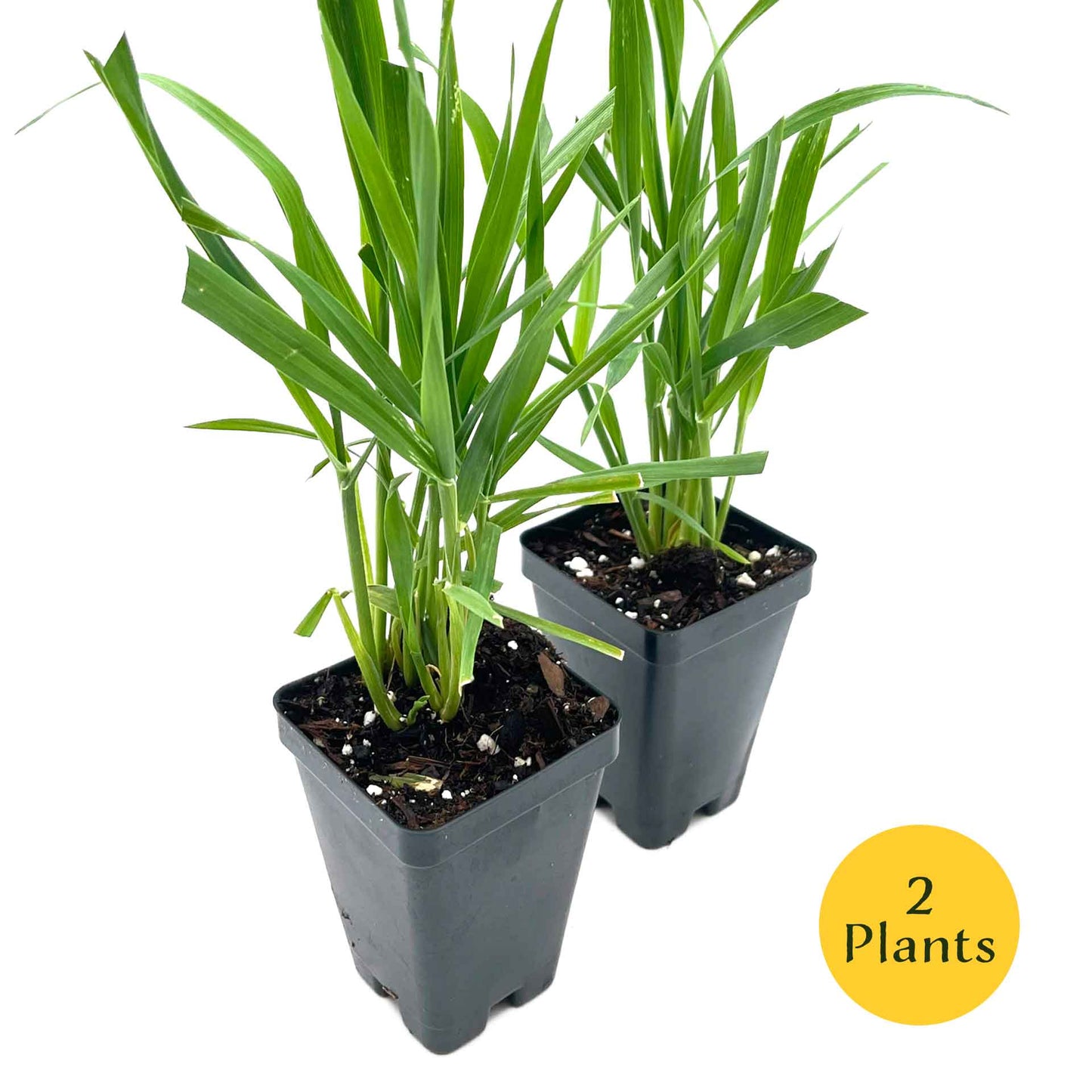 Cat Grass (Dactylis glomerata)