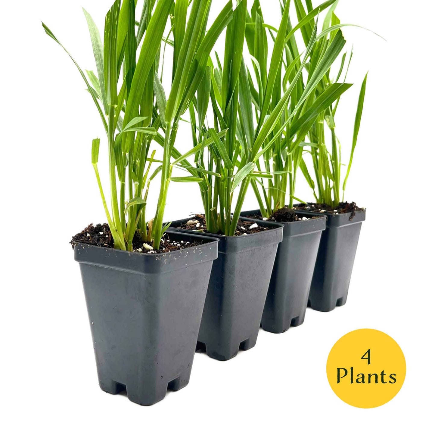 Cat Grass (Dactylis glomerata)