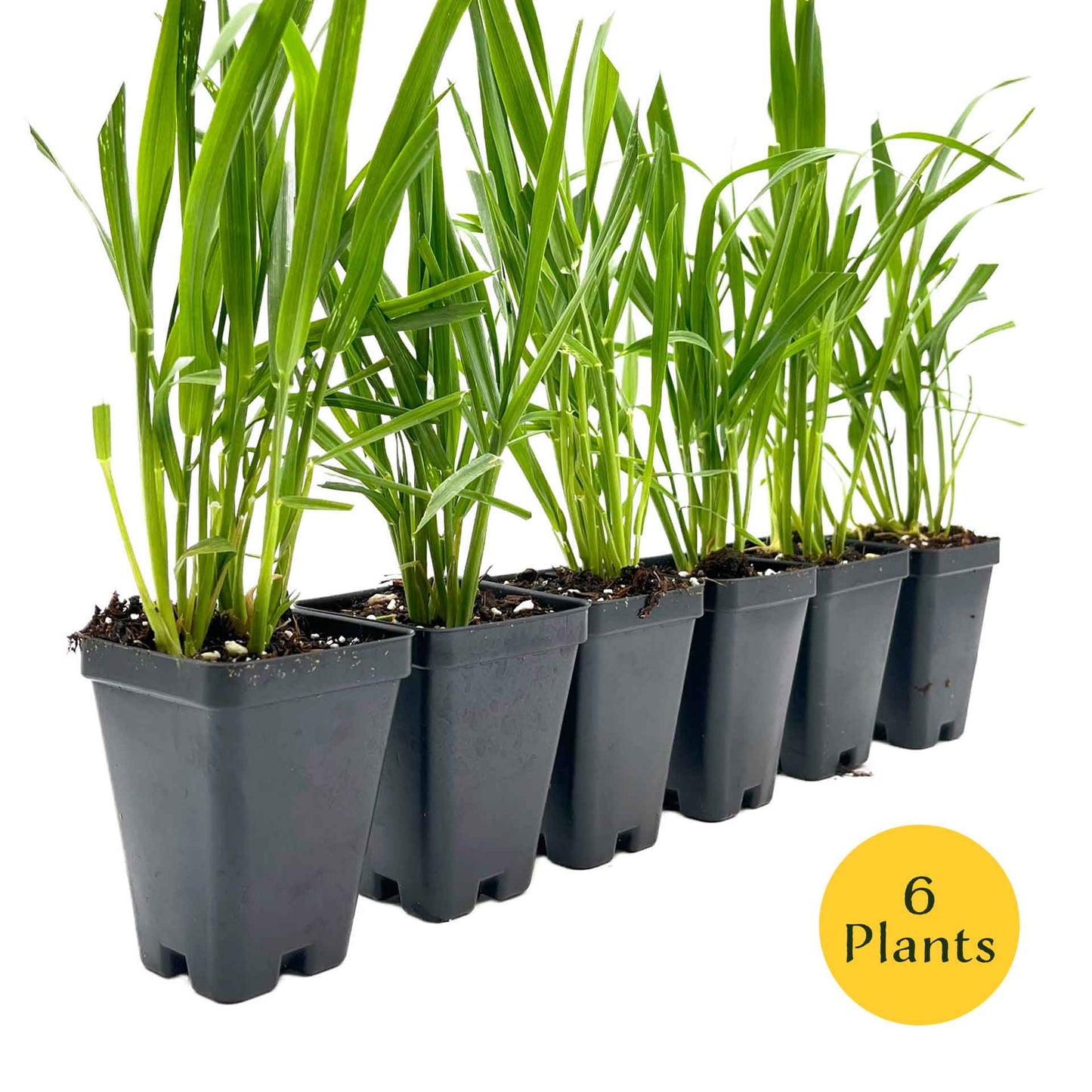 Cat Grass (Dactylis glomerata)