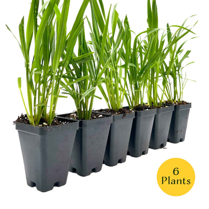 Cat Grass (Dactylis glomerata)