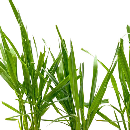 Cat Grass (Dactylis glomerata)