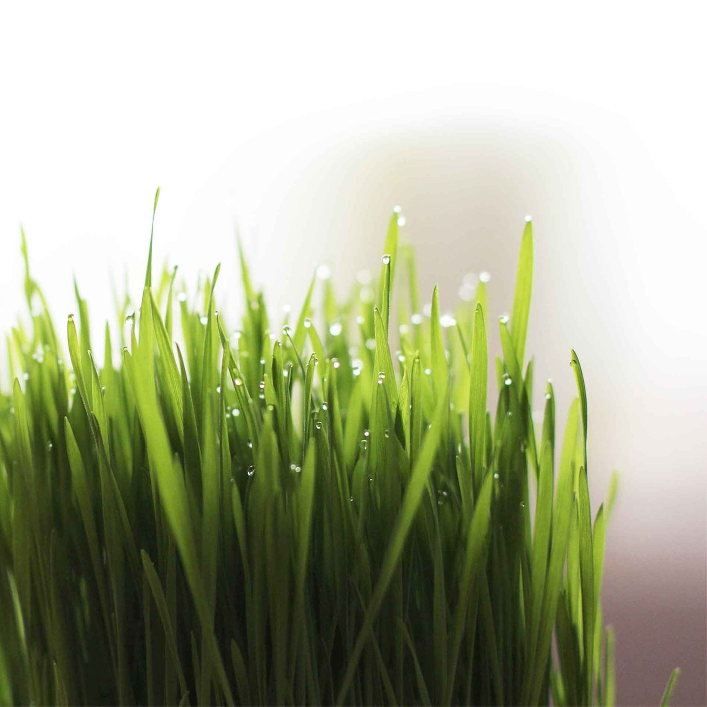 Cat Grass (Dactylis glomerata)