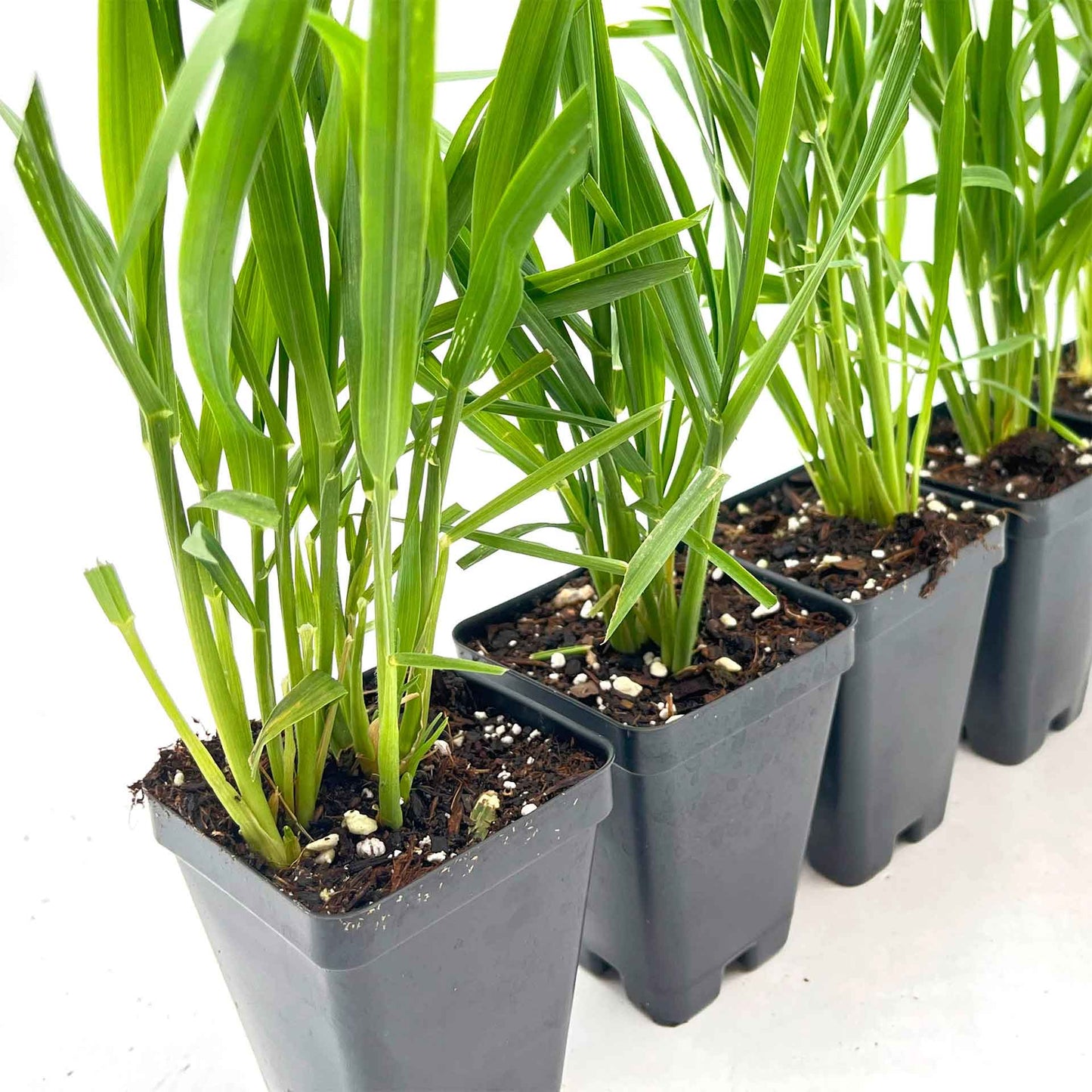 Cat Grass (Dactylis glomerata)
