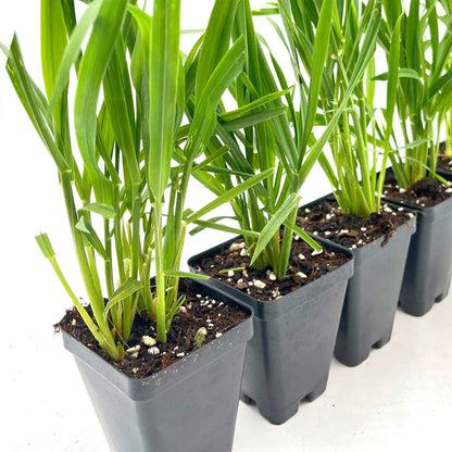Cat Grass (Dactylis glomerata)