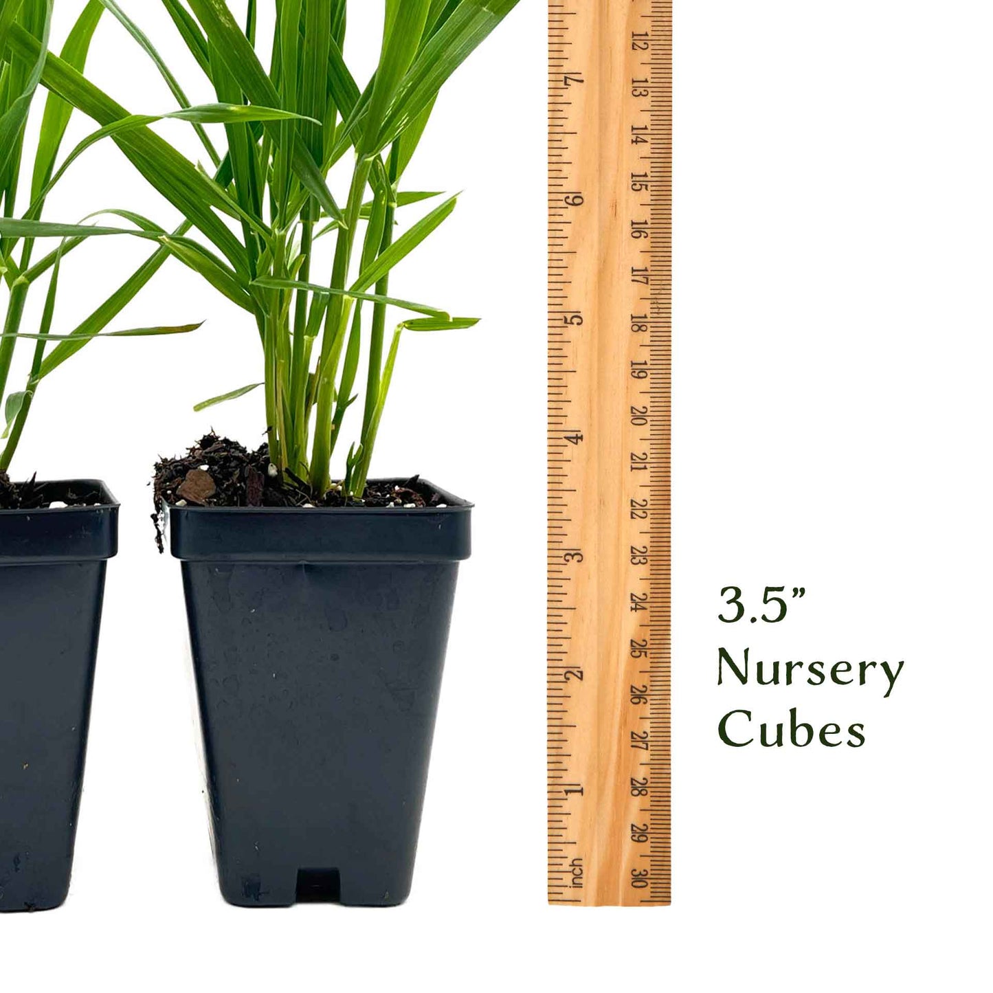 Cat Grass (Dactylis glomerata)