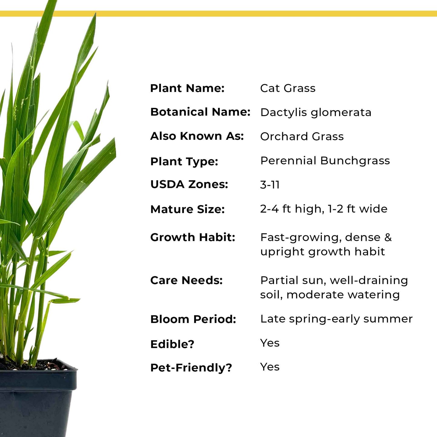 Cat Grass (Dactylis glomerata)