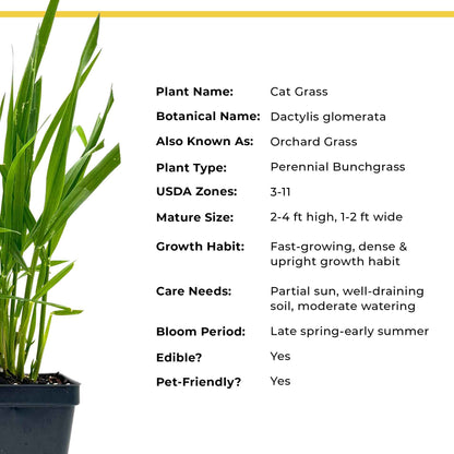 Cat Grass (Dactylis glomerata)
