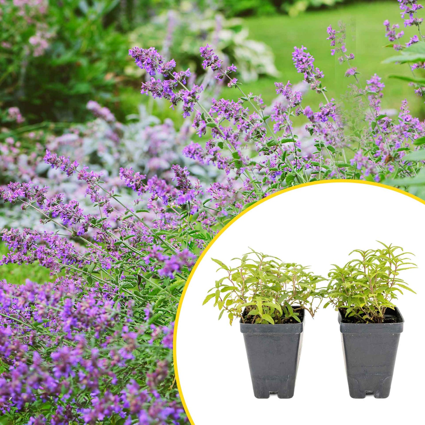2 Cat Mint Plants in 3.5” Cubes | Aromatic Fast-Growing Pet-Friendly Herb for Fresh or Dried Enrichment, Gardens & Pots (Nepeta cataria)