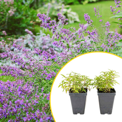 2 Cat Mint Plants in 3.5” Cubes | Aromatic Fast-Growing Pet-Friendly Herb for Fresh or Dried Enrichment, Gardens & Pots (Nepeta cataria)