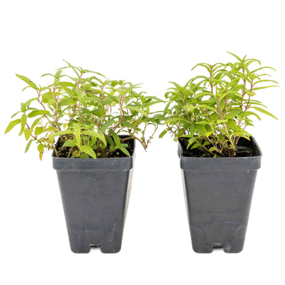 2 Cat Mint Plants in 3.5” Cubes | Aromatic Fast-Growing Pet-Friendly Herb for Fresh or Dried Enrichment, Gardens & Pots (Nepeta cataria)