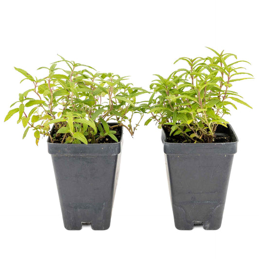 2 Cat Mint Plants in 3.5” Cubes | Aromatic Fast-Growing Pet-Friendly Herb for Fresh or Dried Enrichment, Gardens & Pots (Nepeta cataria)