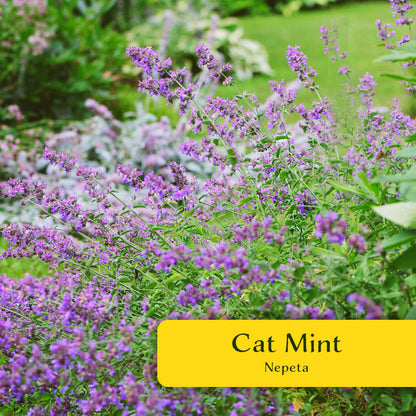 2 Cat Mint Plants in 3.5” Cubes | Aromatic Fast-Growing Pet-Friendly Herb for Fresh or Dried Enrichment, Gardens & Pots (Nepeta cataria)