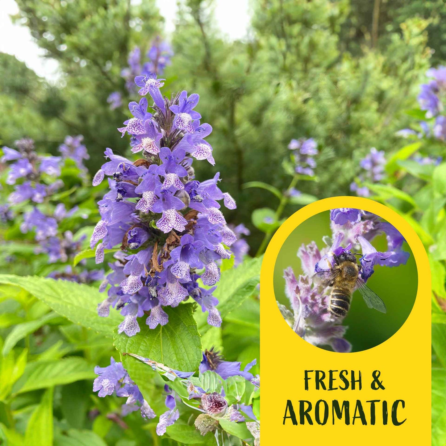 2 Cat Mint Plants in 3.5” Cubes | Aromatic Fast-Growing Pet-Friendly Herb for Fresh or Dried Enrichment, Gardens & Pots (Nepeta cataria)
