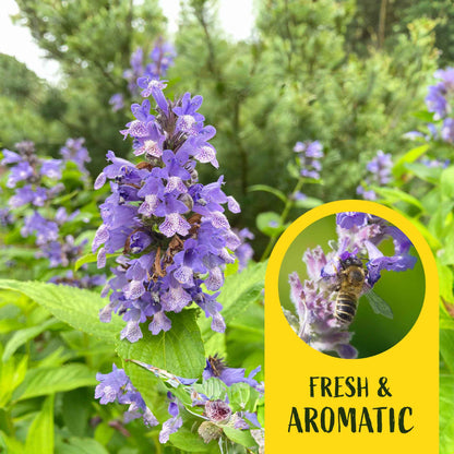 2 Cat Mint Plants in 3.5” Cubes | Aromatic Fast-Growing Pet-Friendly Herb for Fresh or Dried Enrichment, Gardens & Pots (Nepeta cataria)